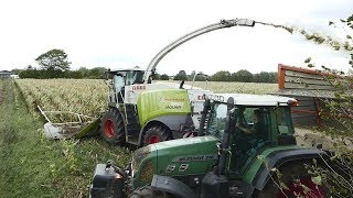 Lohnunternehmen Honermeier im Mais 2018  Claas Jaguar 950  Deutz Traktoren [upl. by Elburr957]