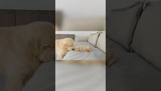 What Does A Golden Retriever Do When It Finds A Sleeping Puppy [upl. by Adihahs]