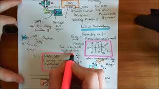 Receptor Tyrosine Kinases Part 6 [upl. by Alehcim]