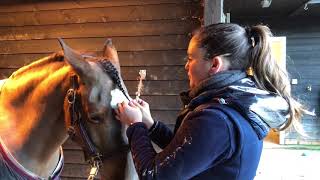 How to do a simple forelock plait Horse riding Top tips week 3 [upl. by Nossila]