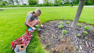 Planting My Begonias I Grew From Seed🌱Around My Autumn Blaze Maple 🌳 Mowing My Gully Path [upl. by Lindblad]