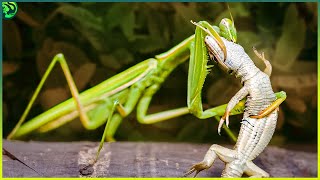 13 Shocking Moments of Mantis Destroying their Opponents [upl. by Potter]