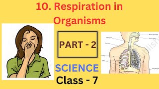 Respiration in Organisms part2  Chapter 10  Class 7 Science  NCERT [upl. by Aliber]