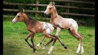 Identical twin horse foals born in Exeter had 10000 to 1 chance of surviving [upl. by Zigrang]