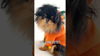 Hi bestie It’s time to dress up 🎃 ❤️ 🐾 halloween2024 halloweencostume cutedog trendingshorts [upl. by Ihtraa]