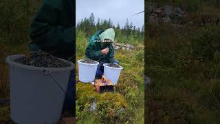 Berry picking tools harvesting blueberry wildberries [upl. by Singband376]