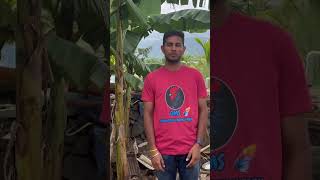 Gms peruvidai farm salem birds peruvidai birds [upl. by Swords]