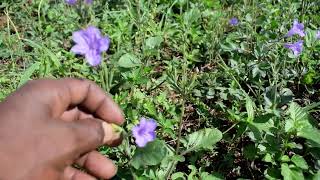 How to Identify Jamaican quotDuppy Gunquot Ruellia tuberosa  The Crocus Bag Farmer  Jamaican Botanicals [upl. by Enialahs]