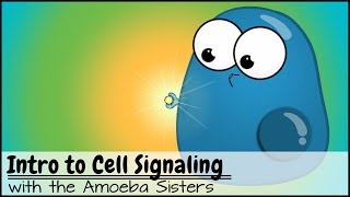 Intro to Cell Signaling [upl. by Nirok]