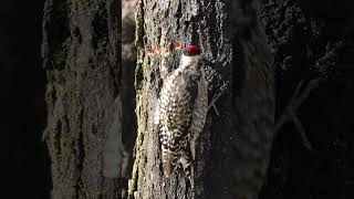 Fun facts about Yellowbellied Sapsuckers birdphotography birds woodpeckers [upl. by Eitsym534]