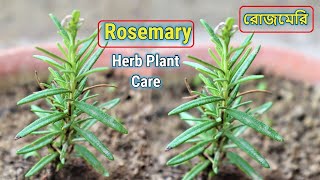 Rosemary Herb plant grow and care  Health Benefits টবে রোজমেরি ভেষজ উদ্ভিদ এর যত্ন এবং উপকারিতা [upl. by Savick]