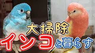 仲良しインコ2羽 ケージ掃除のルーティン Cleaning the parrots room [upl. by Yuri]