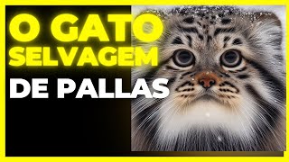 O Gato De Pallas O Felino Mais Expressivo Do Mundo [upl. by Jeddy464]