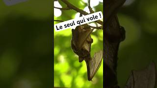 Le seul mammifères qui vole  animaux science [upl. by Malvin]