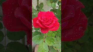 Beautiful Rose Flower Fresh Morning WhatsApp Status VideoYtshortsvideo shortstrending [upl. by Primrosa]