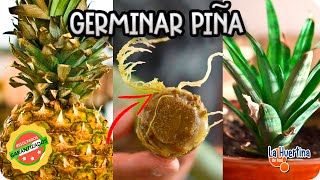 Como Germinar Piña Sin Semilla  Experimento Organico  La Huertina De Toni [upl. by Stella]