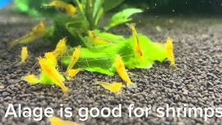 Shrimps eating algae [upl. by June]