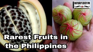 10 Fruits in the Philippines you might never know  Rarest Edible Fruits in the Philippines [upl. by Ycniuqal]