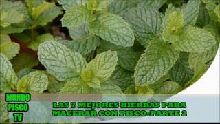 LAS 7 MEJORES HIERBAS PARA MACERAR CON PISCOPARTE 2 HIERBA LUISAEUCALIPTODIOMEDES ARANGO [upl. by Sankey443]