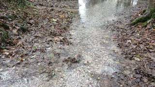 Chalk spring in Lynch Wood  Lambourn [upl. by Annig]