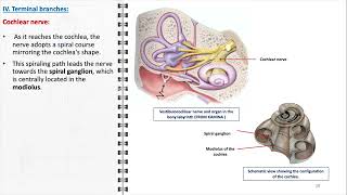 Vestibulocochlear nerve [upl. by Neztnaj]