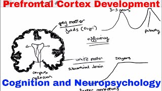 Prefrontal Cortex Development  Cognition and Neuropsychology [upl. by Ahsaz]