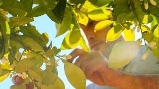 Orange Blossoms Reviving a Family Tradition in Liguria Italy [upl. by Harriman]