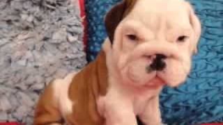 Miniature English Bulldog [upl. by Angele]