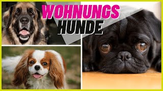 Top 5 Hunderassen für die Wohnung [upl. by Duffie]