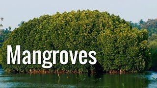 Mangroves  The Guardians of the Coasts [upl. by Niarbo945]