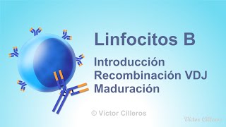 Linfocitos B Introducción Recombinación VDJ y Maduración [upl. by Tuorah]