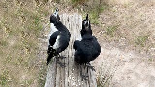 Magpies singing their hearts out❤️🐦🐦shorts shortvideo [upl. by Montague]