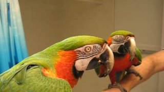 Talking Macaw [upl. by Donal]