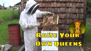 The Complete Nicot Queen Rearing System A Step By Step Instructional Guide [upl. by Haras]