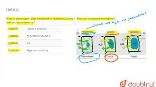 A cell is plasmolysed after being kept in hypertonic solution  What will be pres [upl. by Shantha]