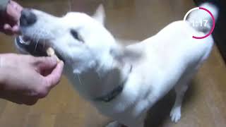 White Shiba Inu：Three minutes with a Shiba Inu after he came back from a walk with his sister [upl. by Bayer727]