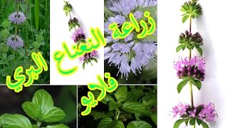 زراعة النعناع البري ويسمى كذلك  الفليو  ونعناع الجبل [upl. by Annodam]