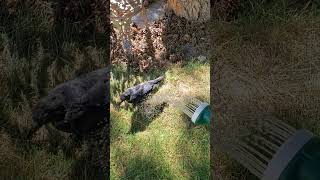 Part27b Fledgling Crow wants a shower Chubbuck Idaho 06SEP2024 [upl. by Naj]