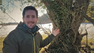 Managing Trees for Selfsufficiency Permaculture and Coppicing [upl. by Adnalue397]