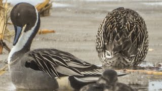 Northern Pintails and ducks in flooded field today [upl. by Daahsar]