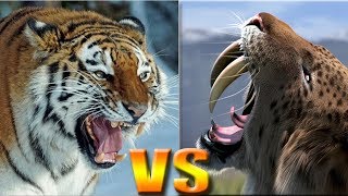 SMILODON VS TIGRE MODERNO Batalha Jurássica [upl. by Kevan]