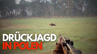 Beste Drückjagd in Polen  Best driven hunt in Poland  2023 [upl. by Noynek]