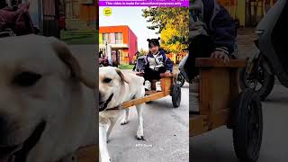 Smart genius pet dog 🐶😍 part3  Smart Appliances Kitchen Utensils Home Inventions MTS Gyan [upl. by Canon281]