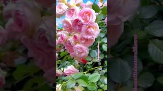 Natural flower gardensflowers roseflowergarden beautifulflowers nature rosegarden rosegardens [upl. by Gelasius]