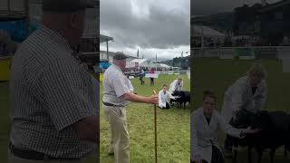 Sheep show animalfarming sheephusbandry livestockfarming youtubeshorts virlvideo [upl. by Jobey]