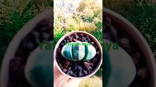 Pleiospilos nelii Split rock🌵🌄succulent cactus keşfet [upl. by Ennaeel]