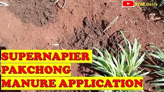 Super Napier Manure Application [upl. by Hanleigh568]