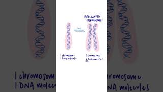 What are chromatids chromatid chromosome celldivision [upl. by Ased]