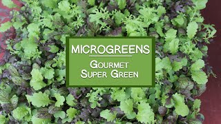 How to Grow Microgreens for a Gourmet Super Green [upl. by Av189]