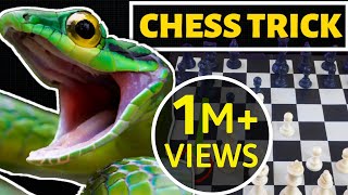 Khattarnaak Chess Trick HINDI Poison Pawn Trap  Best Chess Trick [upl. by Ahsinej]